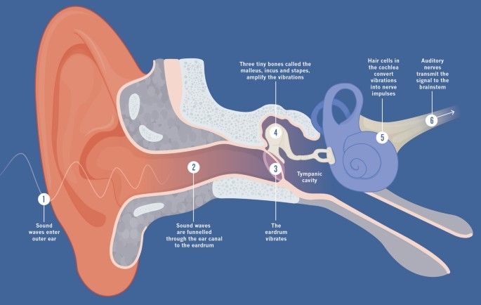 Which part of the ear converts sound waves into signals?